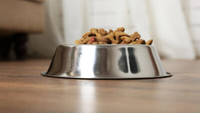 Gamelles surélevées : un accessoire essentiel pour le bien-être de votre chien