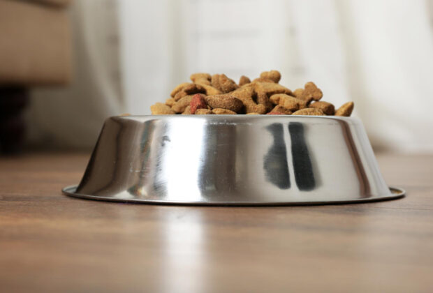 Gamelles surélevées : un accessoire essentiel pour le bien-être de votre chien