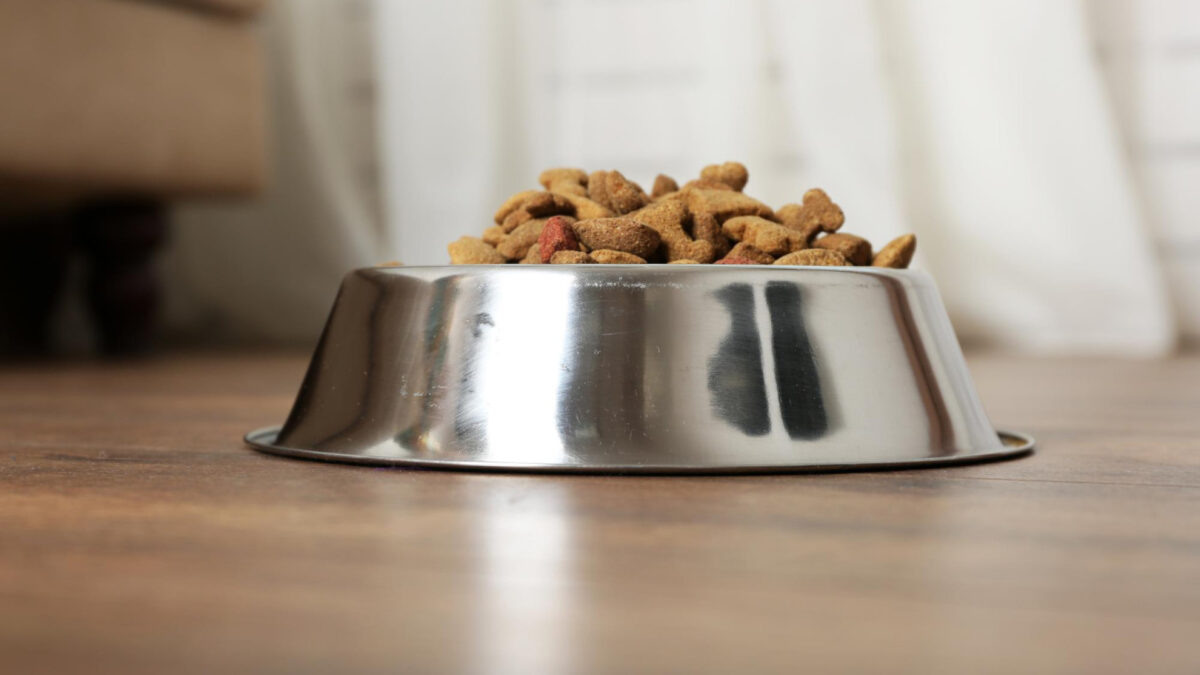 Gamelles surélevées : un accessoire essentiel pour le bien-être de votre chien