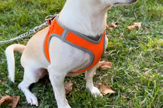 Harnais pour chien : comment garantir le bien-être en promenade ?