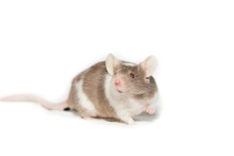 Rats dans le Var : ce que tout propriétaire d'animal de compagnie doit savoir