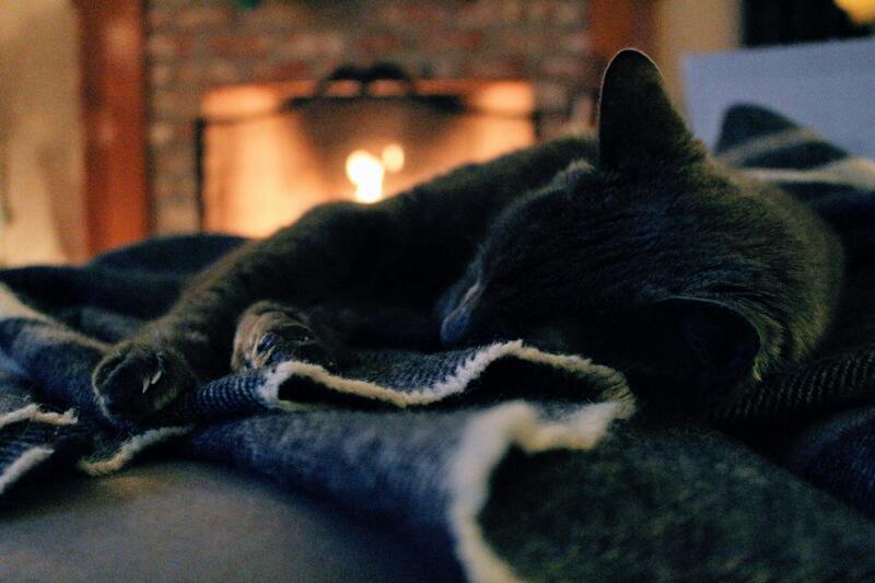 un chat en hiver