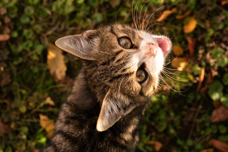 un chat